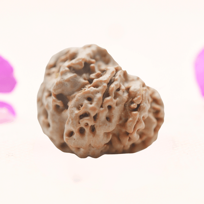 8 Mukhi Nepali Rudraksha - Regular