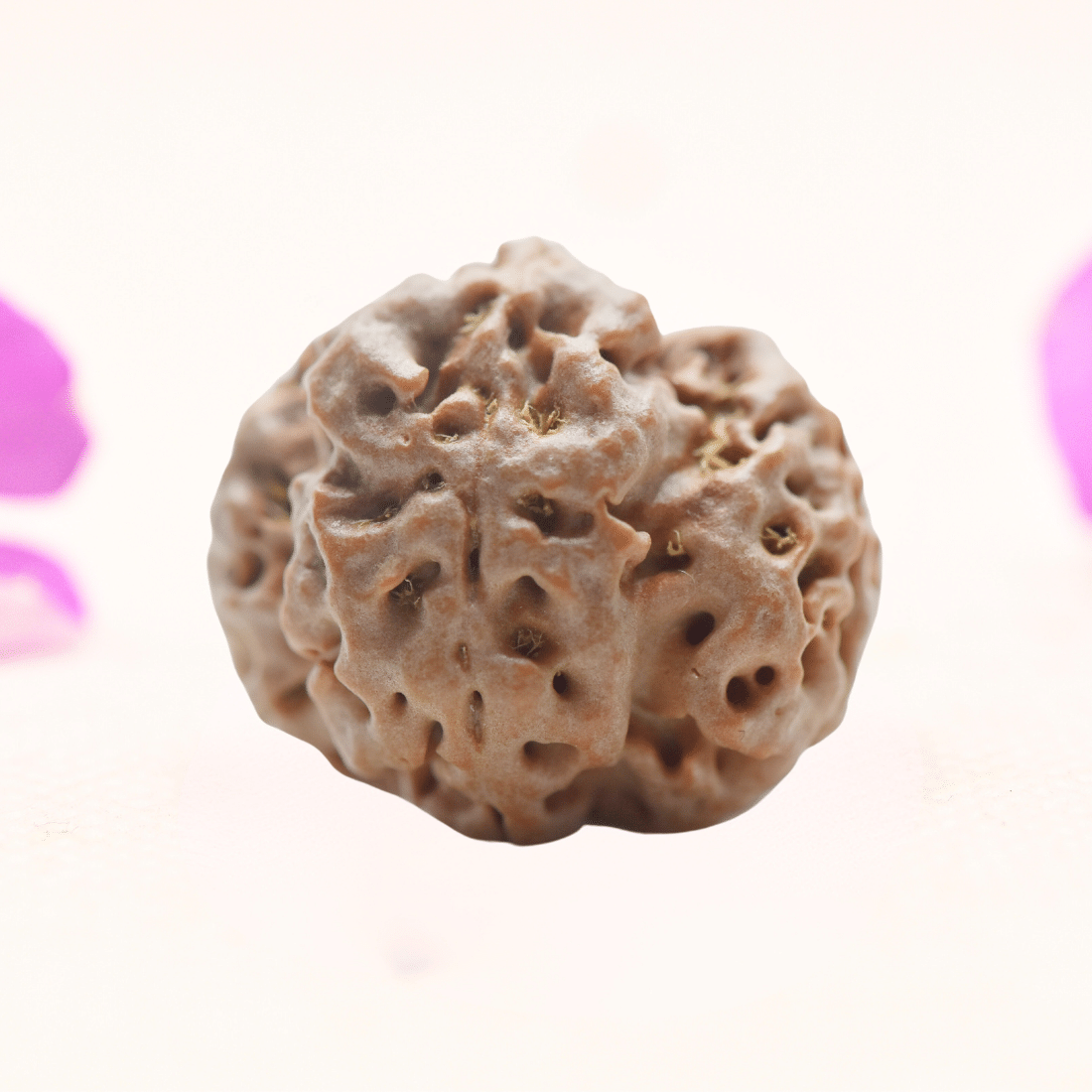 8 Mukhi Nepali Rudraksha - Regular