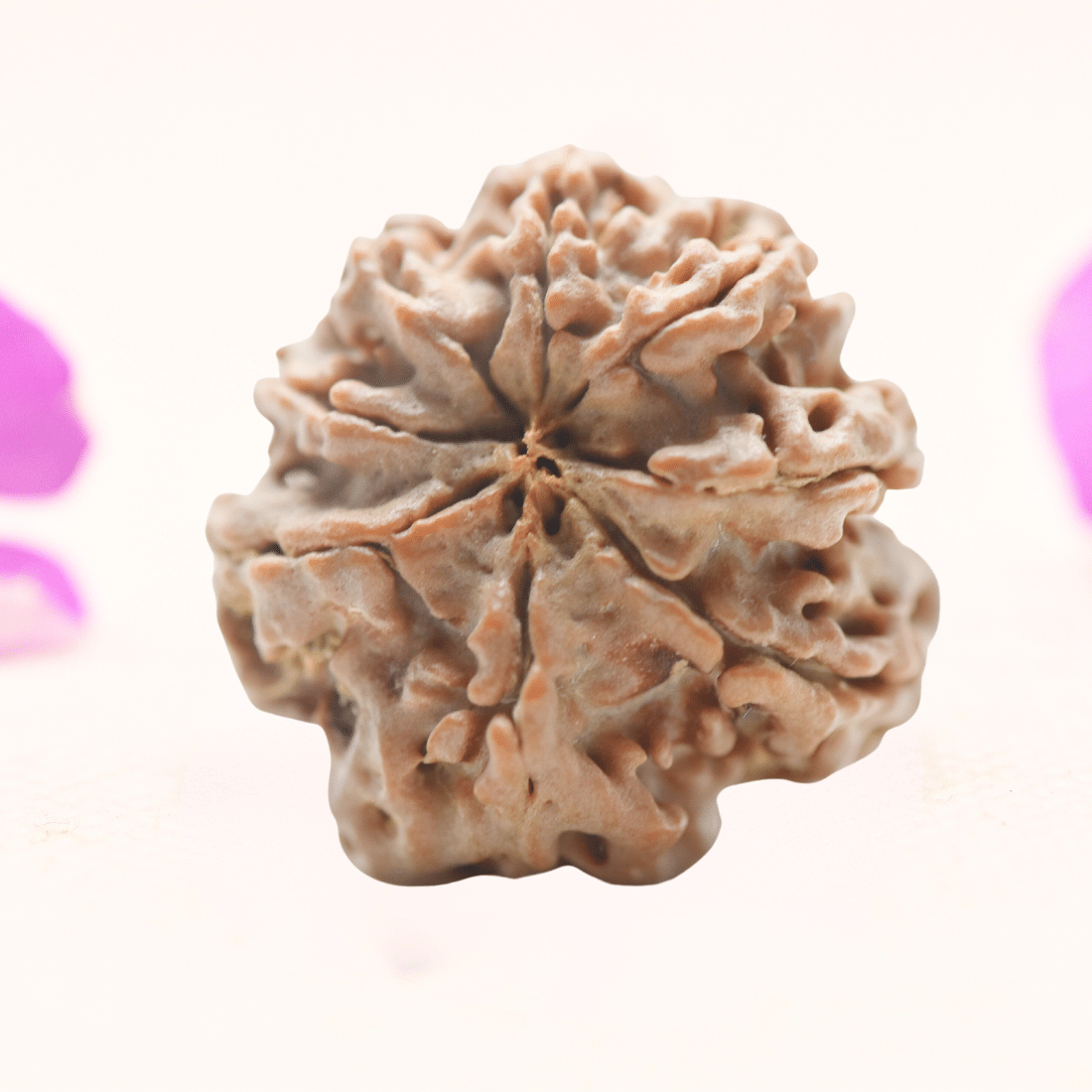 8 Mukhi Nepali Rudraksha - Regular