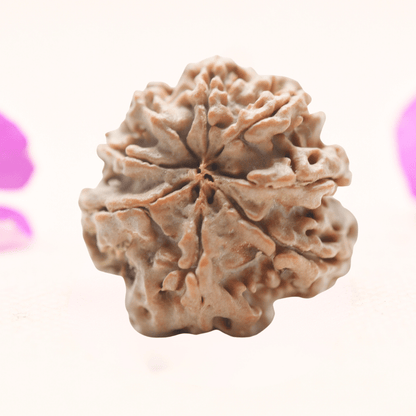 8 Mukhi Nepali Rudraksha - Regular