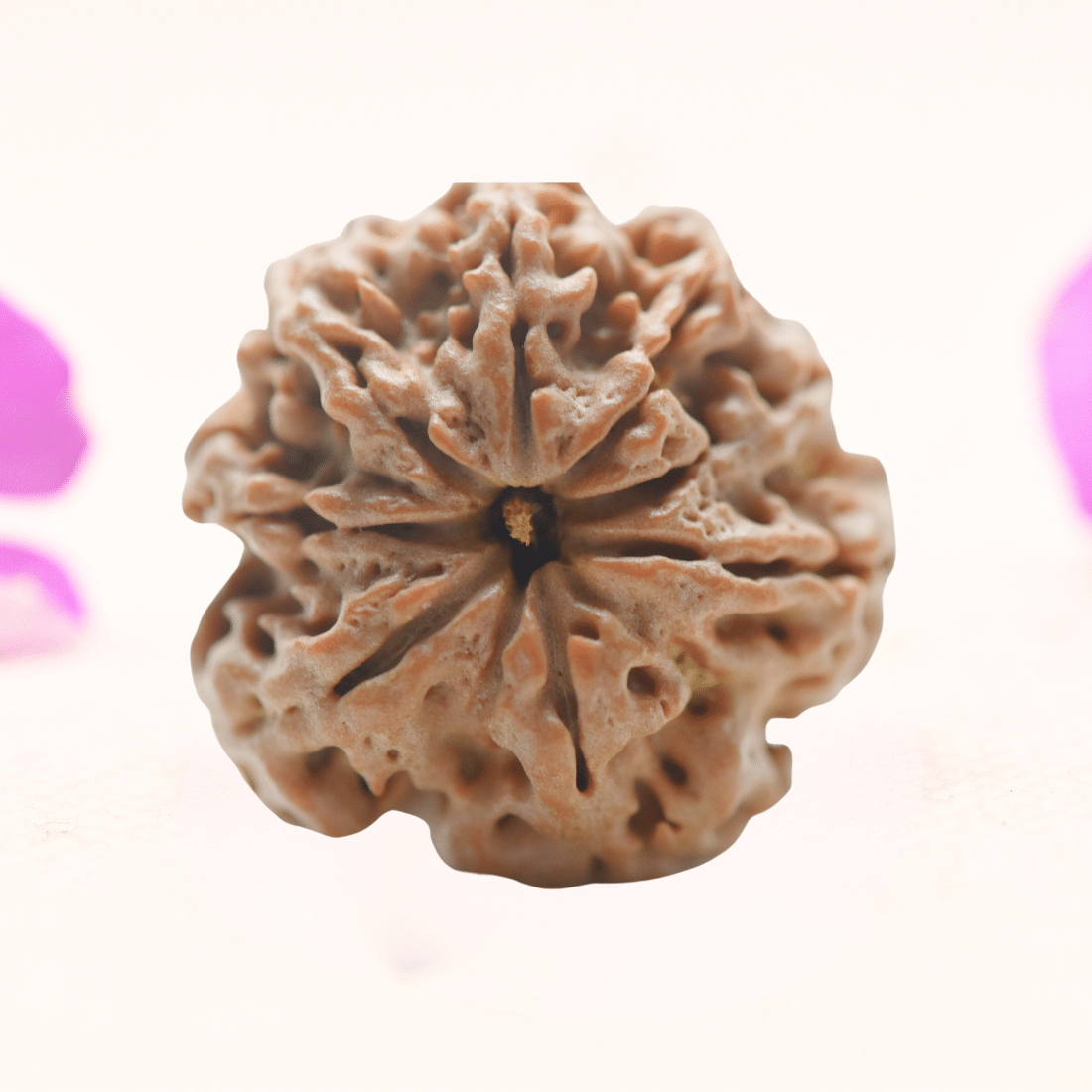 8 Mukhi Nepali Rudraksha - Regular