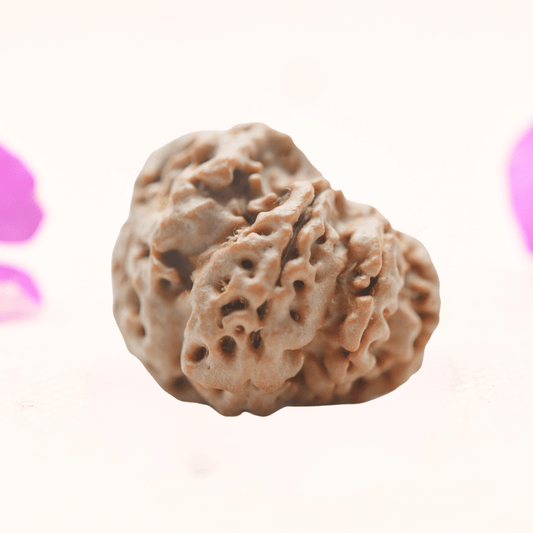 8 Mukhi Nepali Rudraksha - Regular