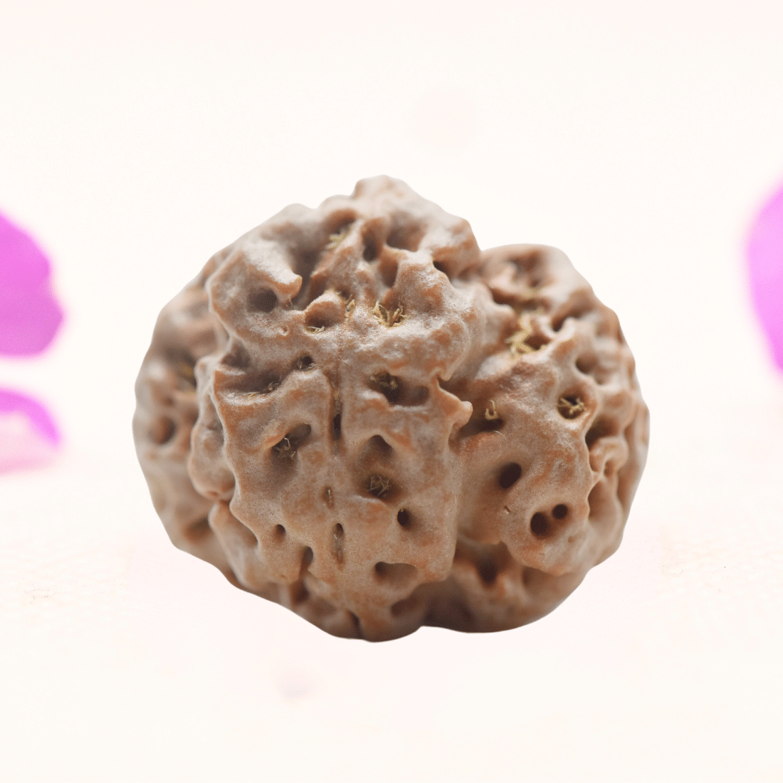 8 Mukhi Nepali Rudraksha - Regular