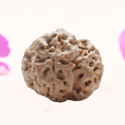 8 Mukhi Nepali Rudraksha - Regular