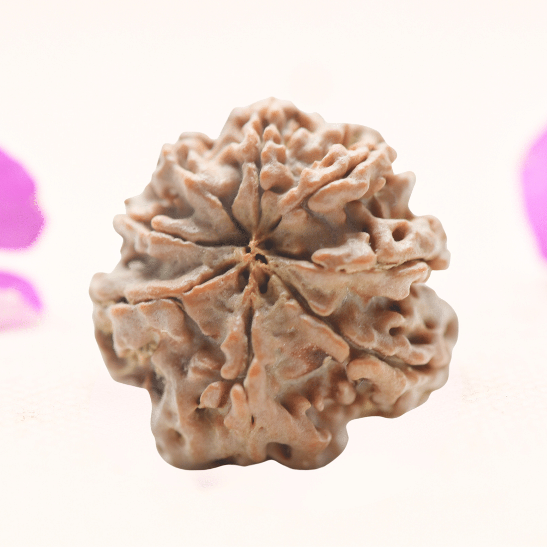 8 Mukhi Nepali Rudraksha - Regular