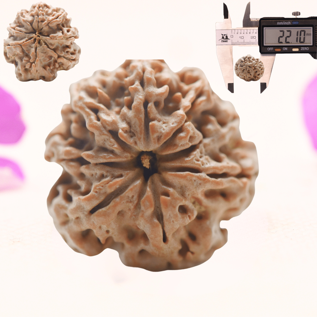 8 Mukhi Nepali Rudraksha - Regular