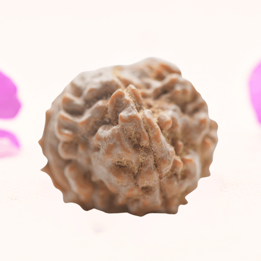 8 Mukhi Nepali Rudraksha - Regular