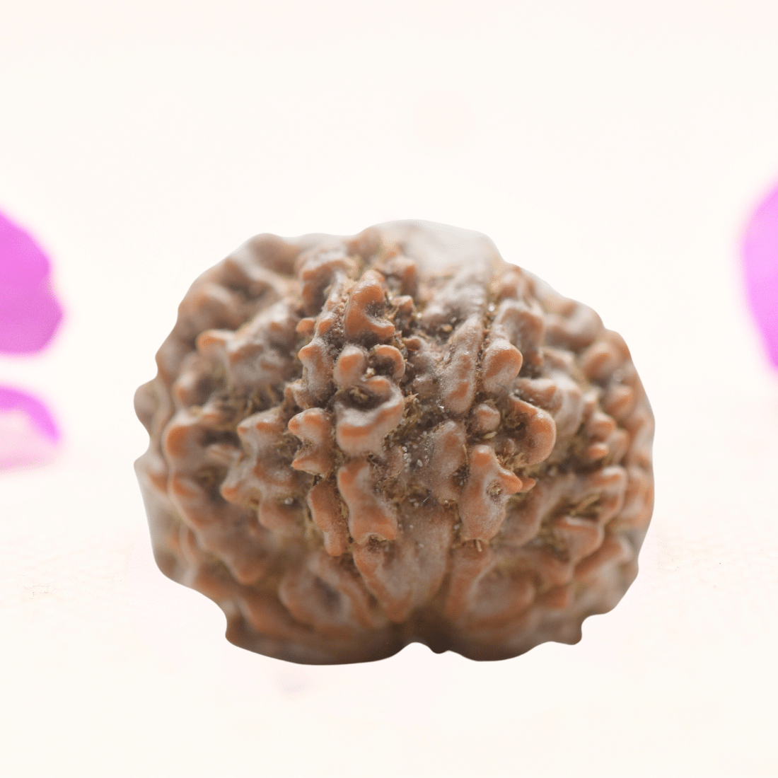 8 Mukhi Nepali Rudraksha - Regular