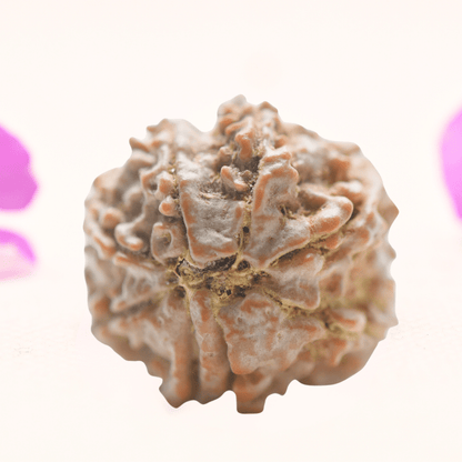 8 Mukhi Nepali Rudraksha - Regular