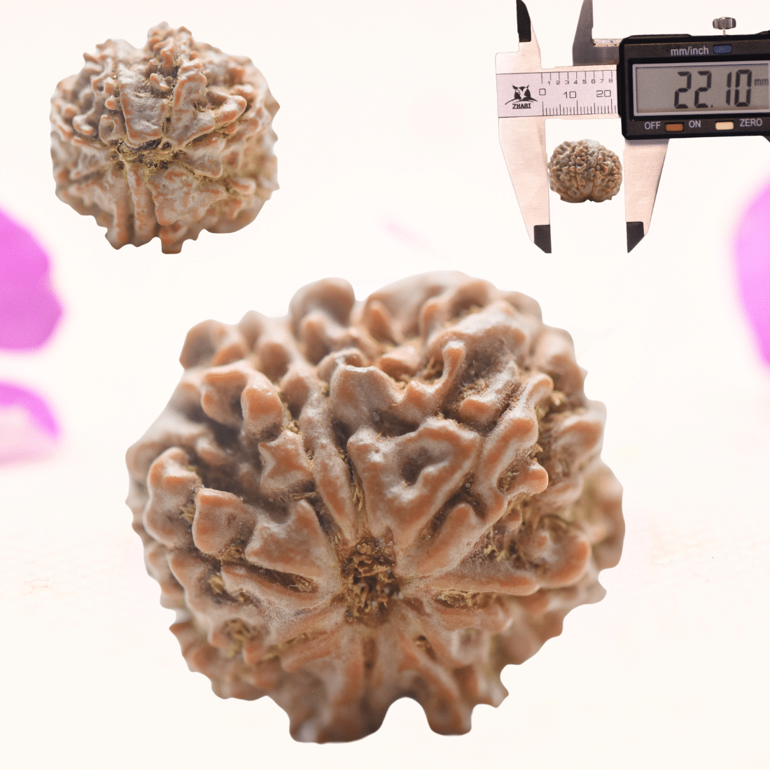8 Mukhi Nepali Rudraksha - Regular