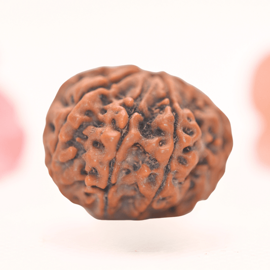 8 Mukhi Nepali Rudraksha - Regular