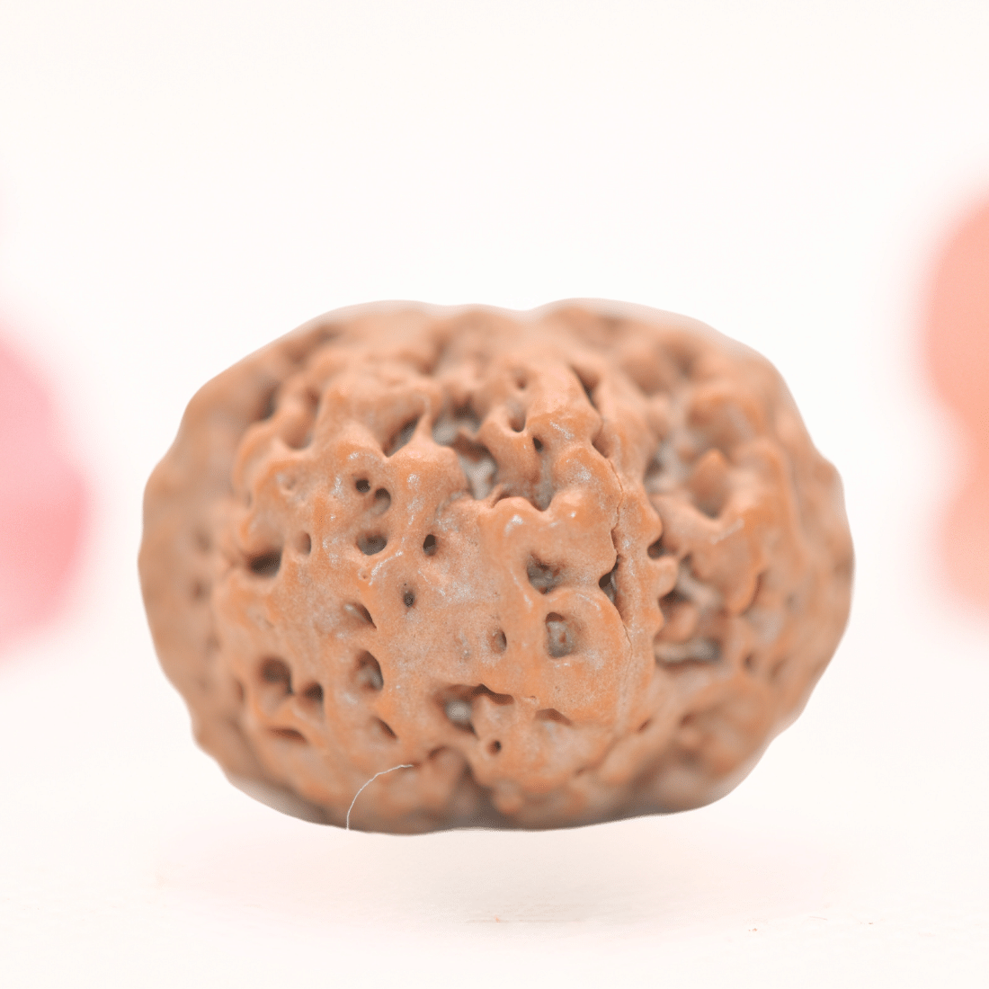 8 Mukhi Nepali Rudraksha - Regular