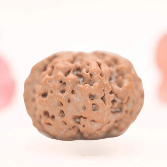 8 Mukhi Nepali Rudraksha - Regular