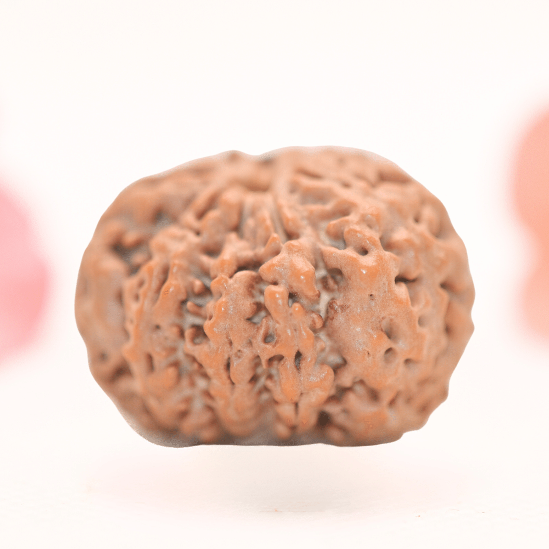 8 Mukhi Nepali Rudraksha - Regular