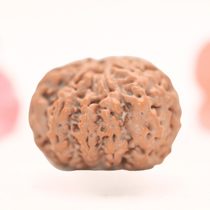 8 Mukhi Nepali Rudraksha - Regular