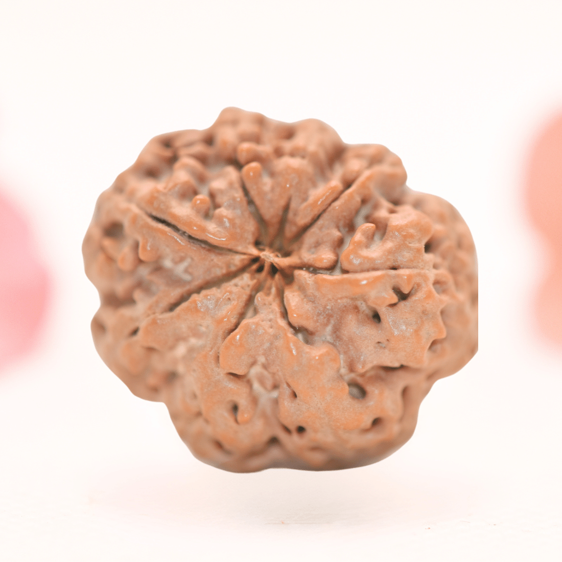8 Mukhi Nepali Rudraksha - Regular