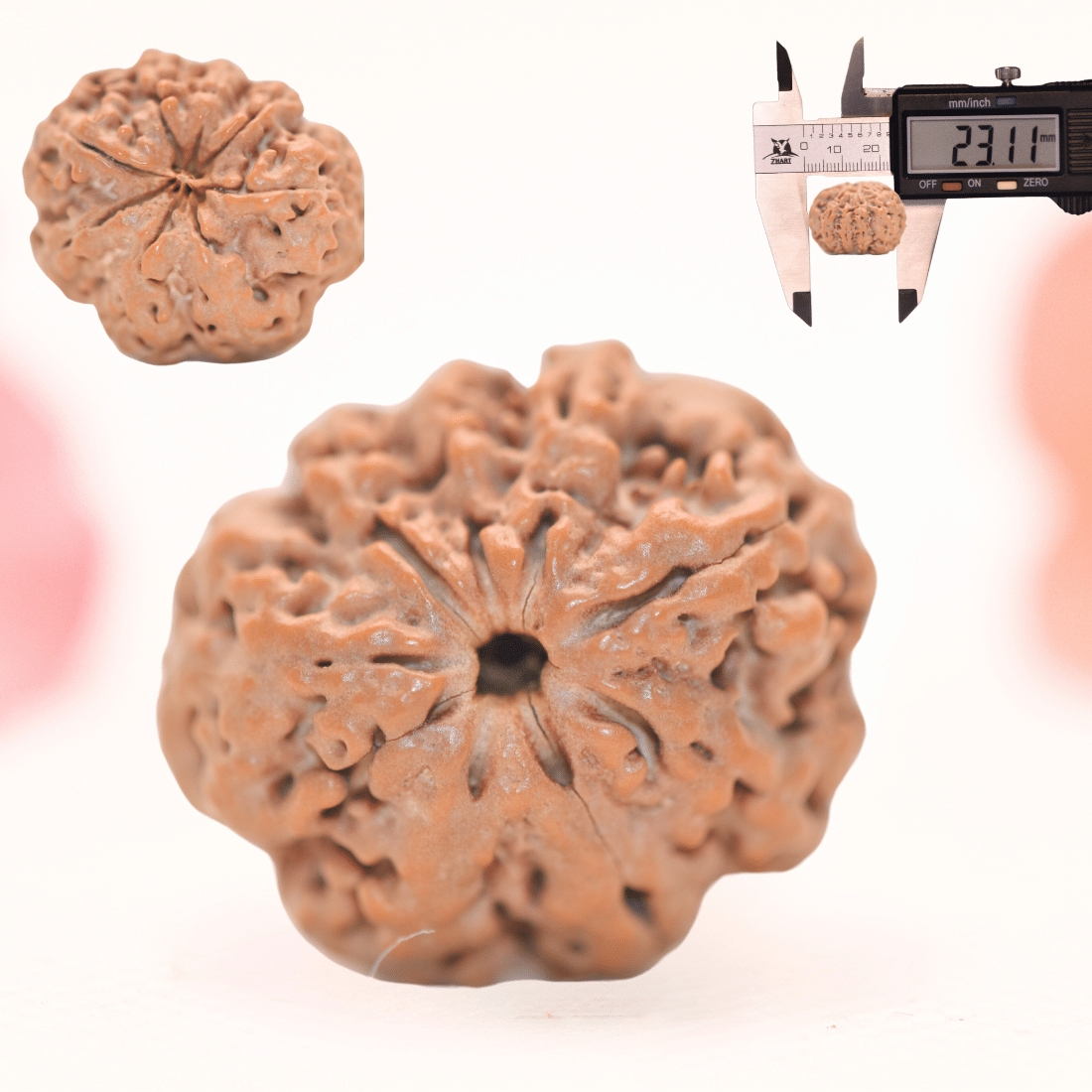 8 Mukhi Nepali Rudraksha - Regular