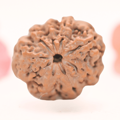 8 Mukhi Nepali Rudraksha - Regular