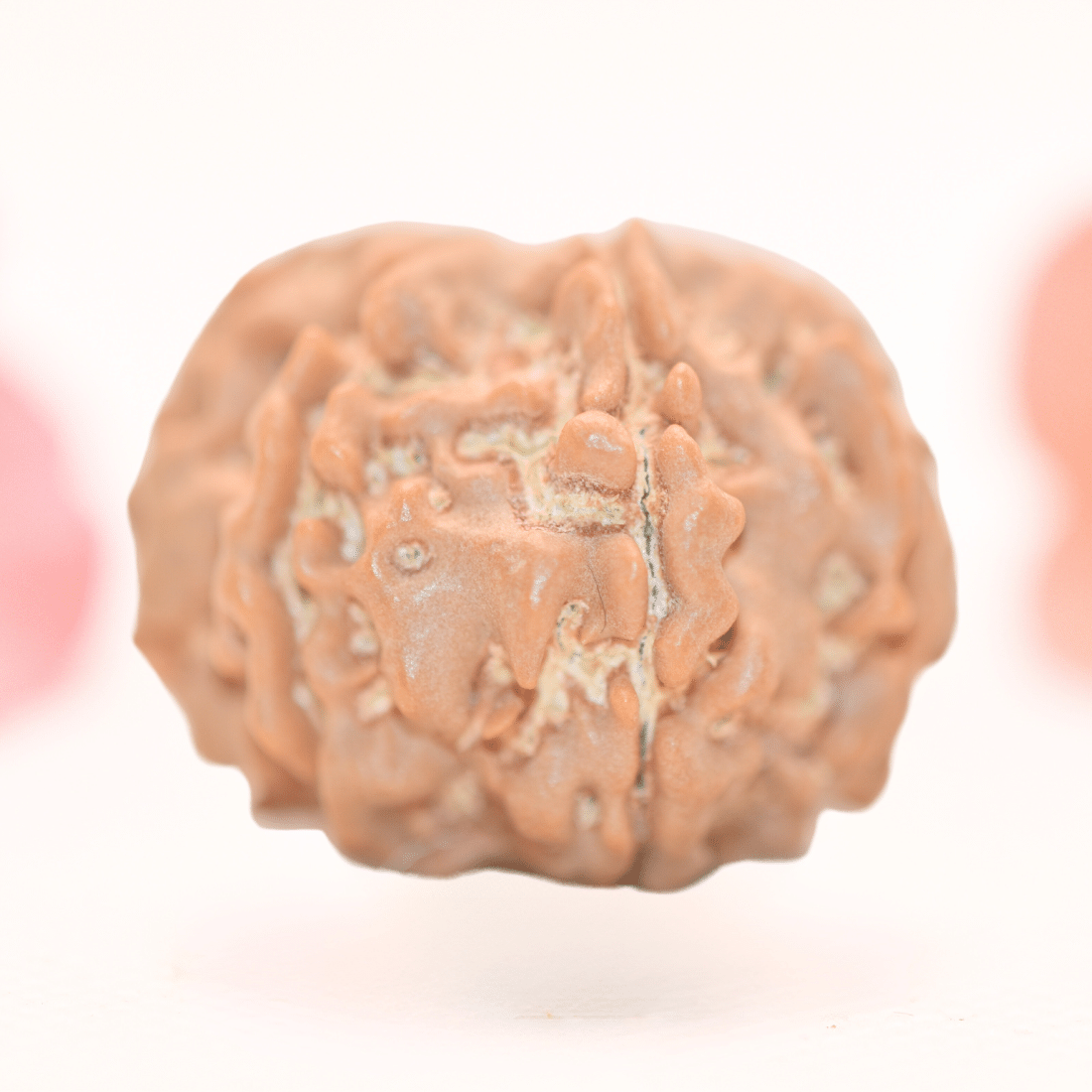 8 Mukhi Nepali Rudraksha - Regular