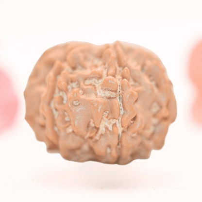 8 Mukhi Nepali Rudraksha - Regular