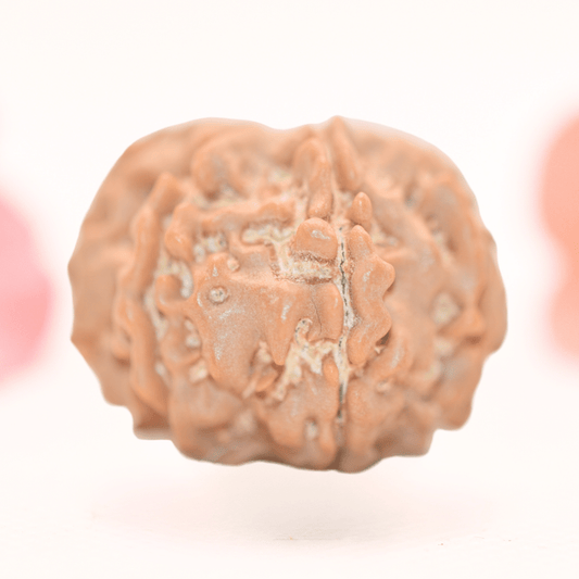 8 Mukhi Nepali Rudraksha - Regular