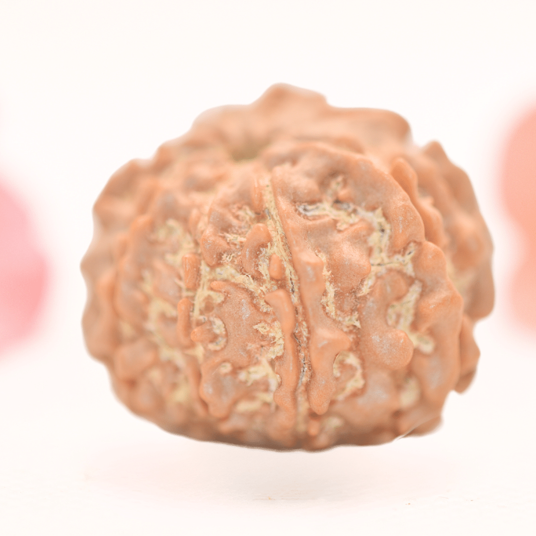 8 Mukhi Nepali Rudraksha - Regular