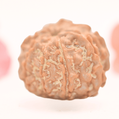 8 Mukhi Nepali Rudraksha - Regular