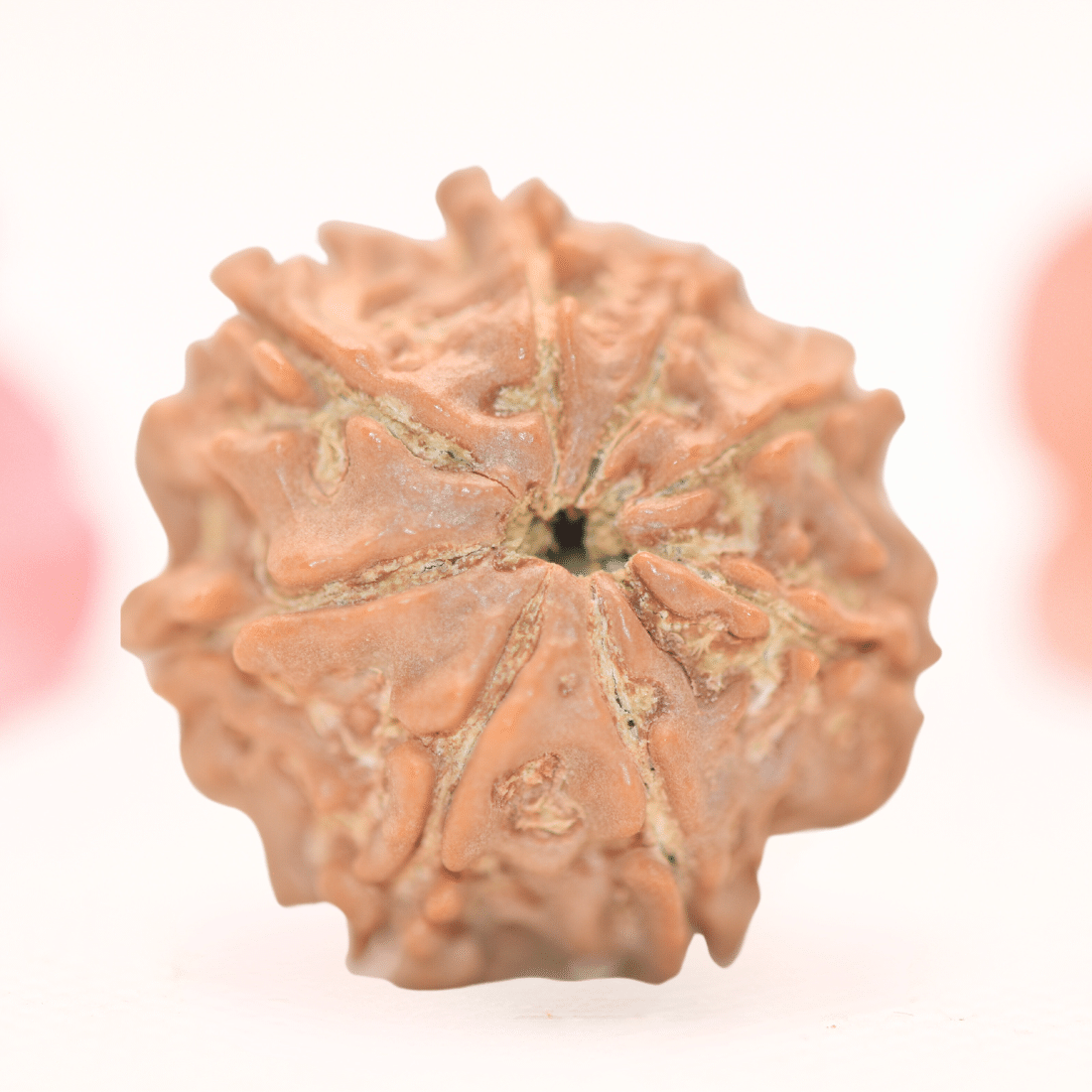 8 Mukhi Nepali Rudraksha - Regular