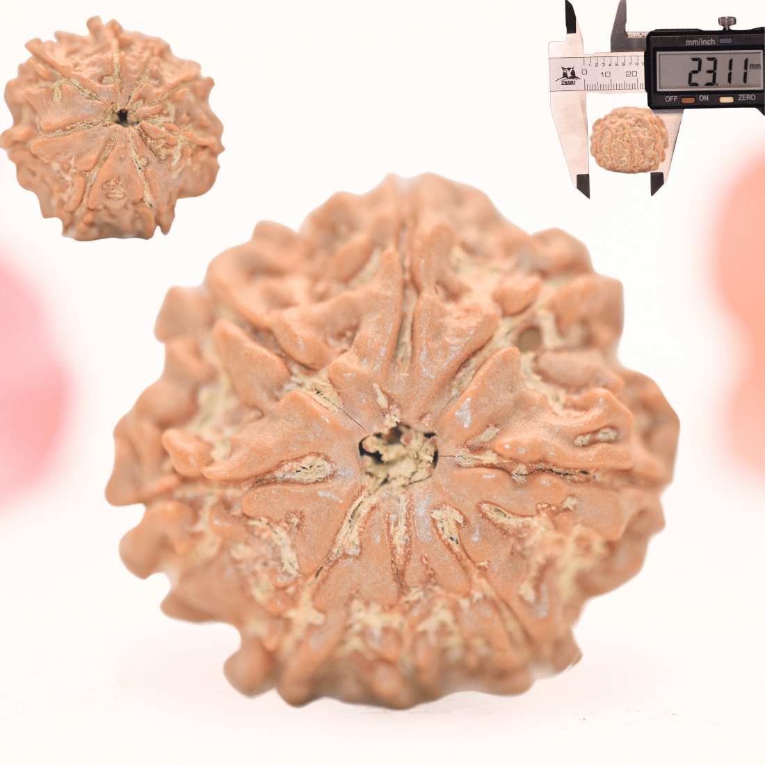 8 Mukhi Nepali Rudraksha - Regular