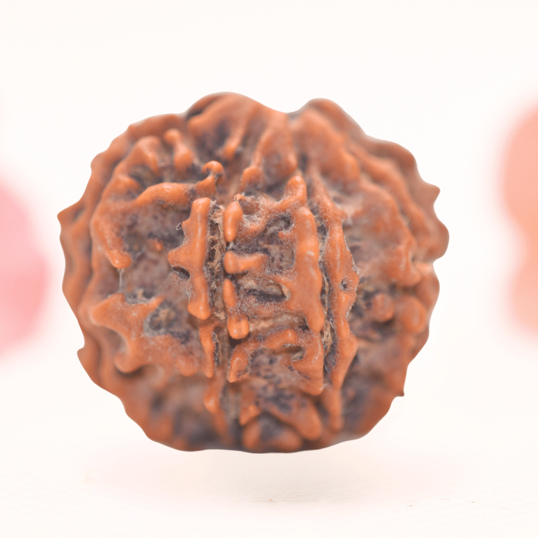 8 Mukhi Nepali Rudraksha - Regular