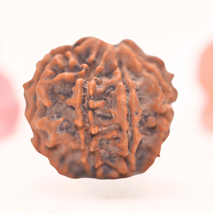 8 Mukhi Nepali Rudraksha - Regular