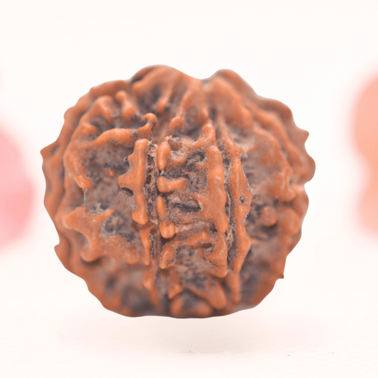 8 Mukhi Nepali Rudraksha - Regular