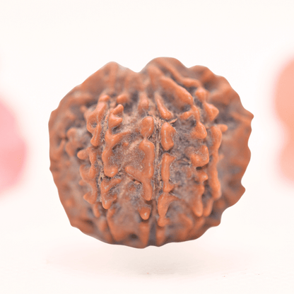 8 Mukhi Nepali Rudraksha - Regular