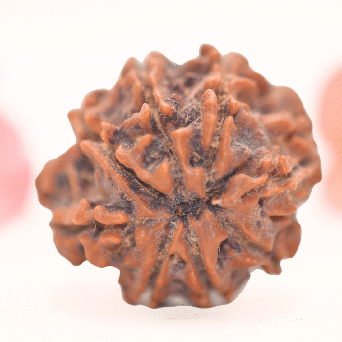 8 Mukhi Nepali Rudraksha - Regular