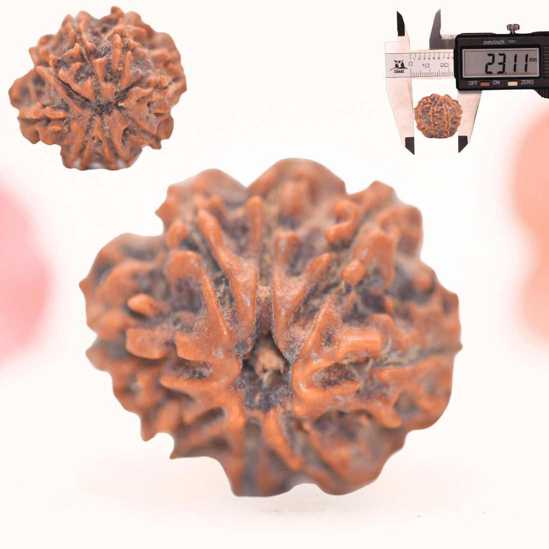 8 Mukhi Nepali Rudraksha - Regular