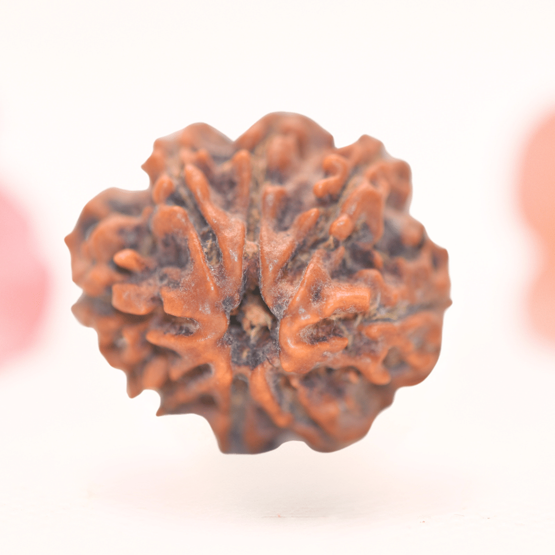 8 Mukhi Nepali Rudraksha - Regular
