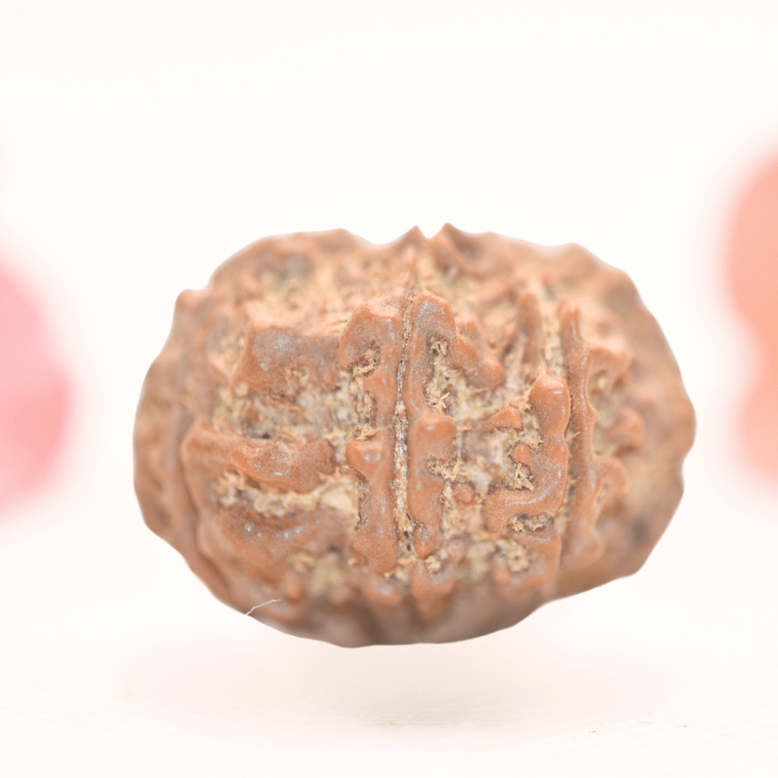 8 Mukhi Nepali Rudraksha - Regular