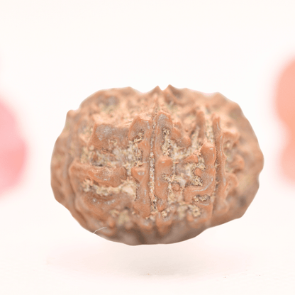 8 Mukhi Nepali Rudraksha - Regular
