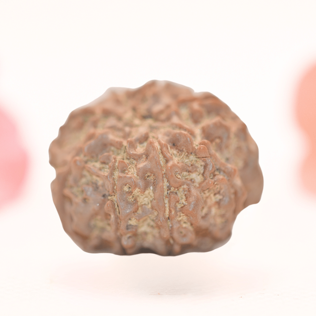 8 Mukhi Nepali Rudraksha - Regular