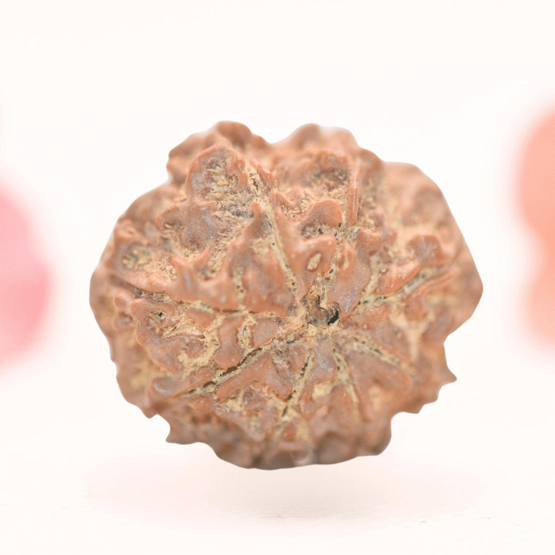 8 Mukhi Nepali Rudraksha - Regular