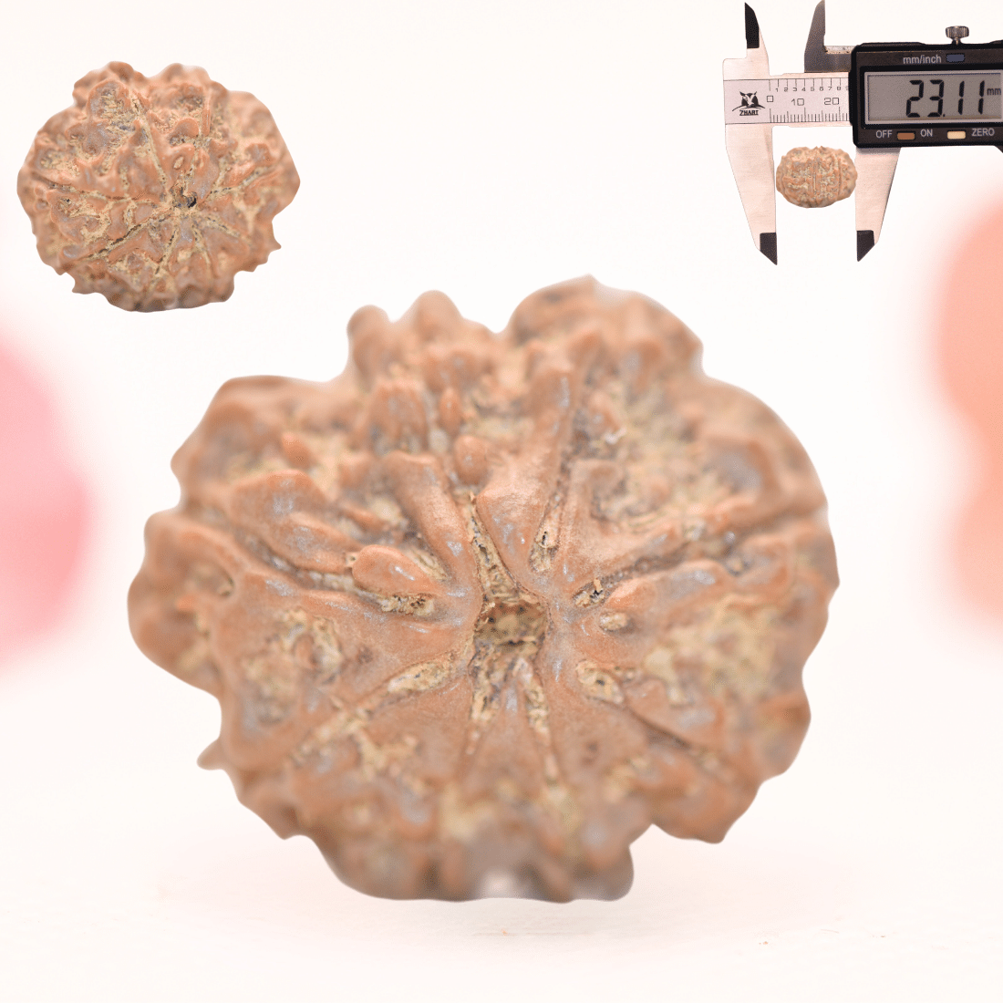8 Mukhi Nepali Rudraksha - Regular