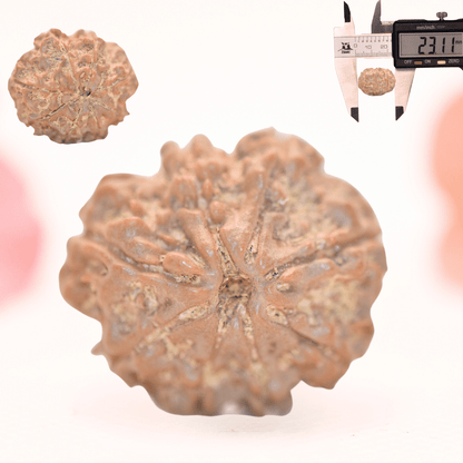 8 Mukhi Nepali Rudraksha - Regular