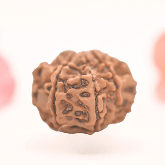 8 Mukhi Nepali Rudraksha - Regular