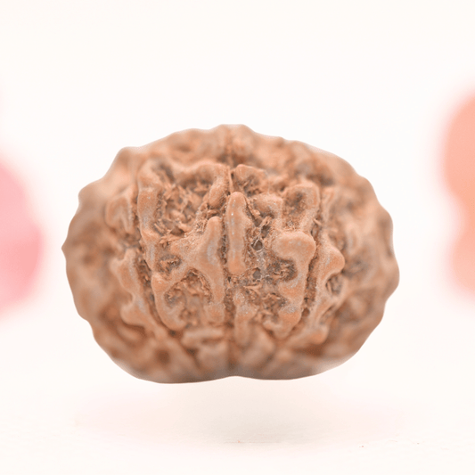 8 Mukhi Nepali Rudraksha - Regular