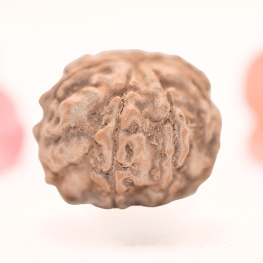 8 Mukhi Nepali Rudraksha - Regular
