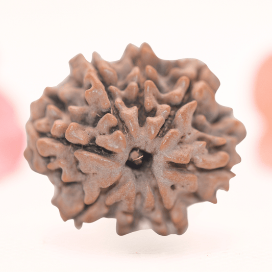 8 Mukhi Nepali Rudraksha - Regular