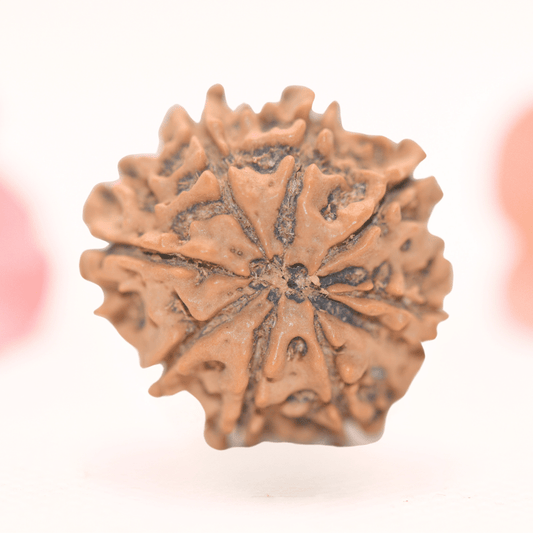 8 Mukhi Nepali Rudraksha - Regular