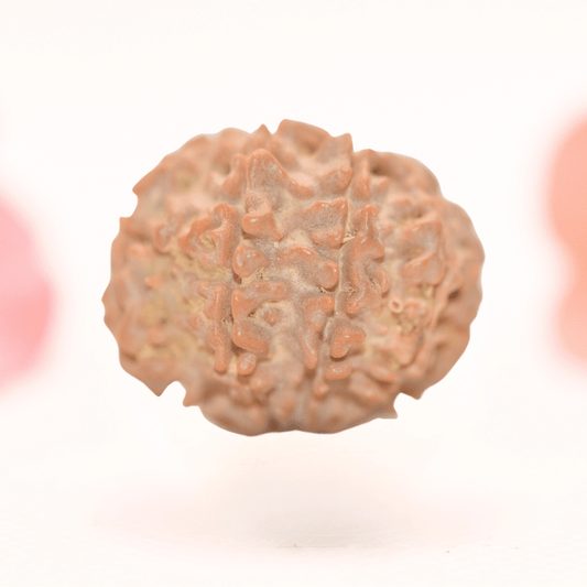 8 Mukhi Nepali Rudraksha - Regular
