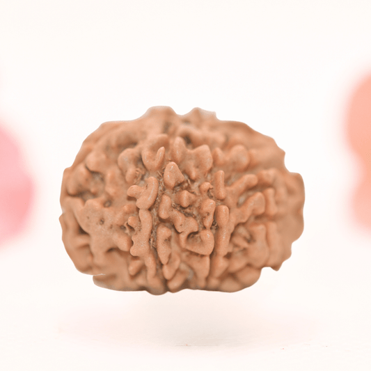 8 Mukhi Nepali Rudraksha - Regular