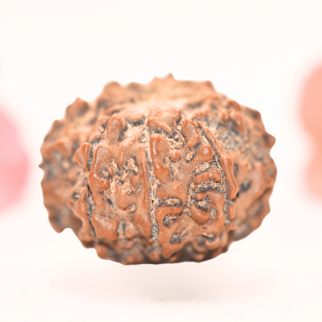 8 Mukhi Nepali Rudraksha - Regular